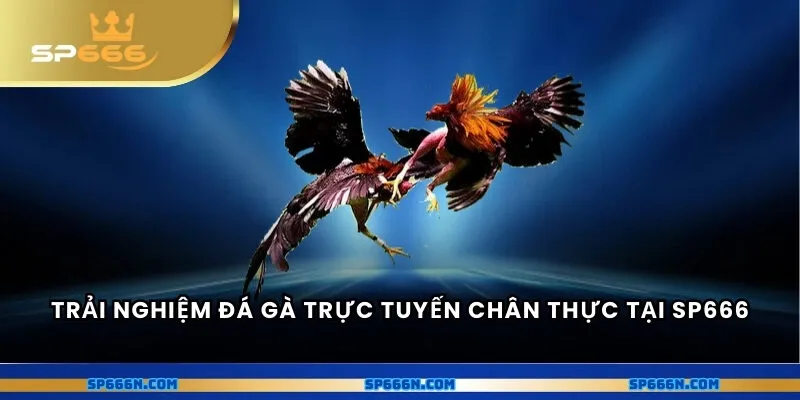 Trải nghiệm đá gà trực tuyến chân thực tại nhà cái